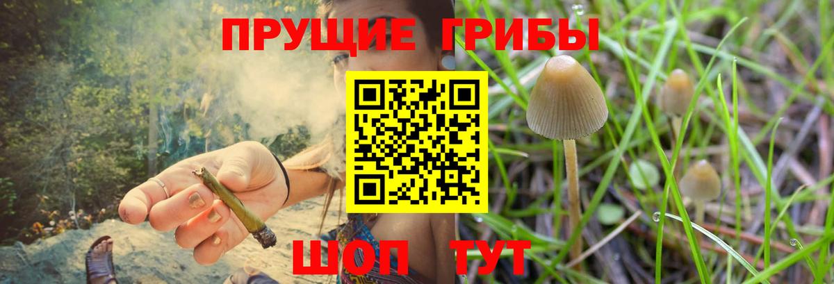 Галлюциногенные грибы Psilocybe Советск